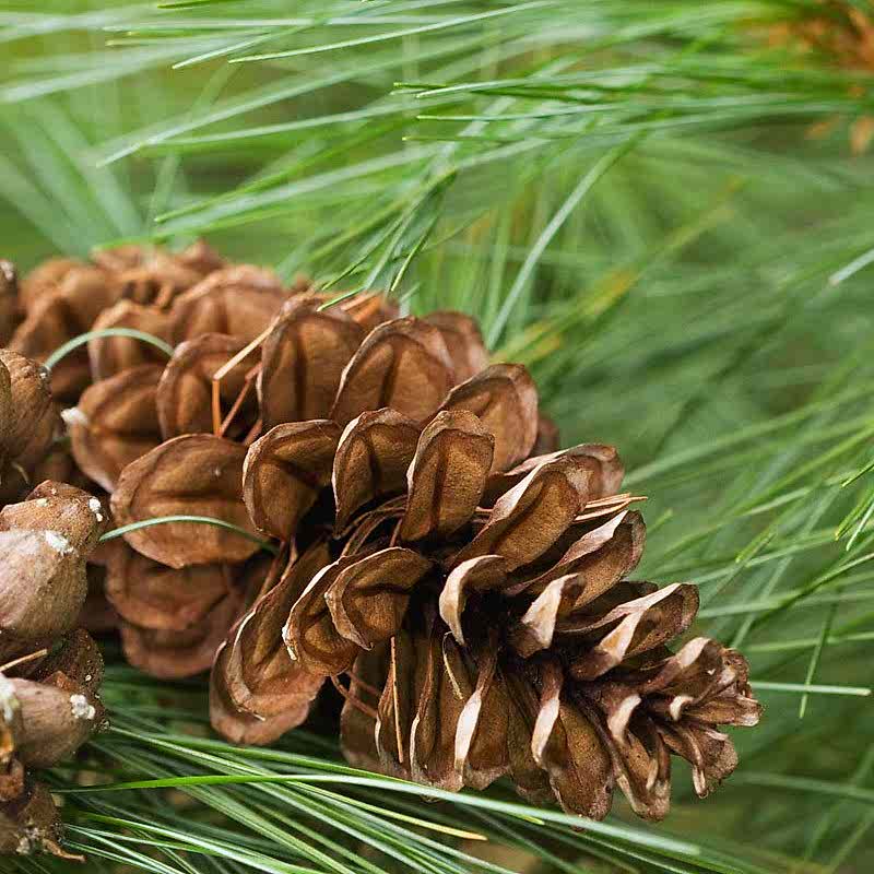 Çam Katranı Nedir? Faydaları Nelerdir?